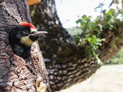 acorn woodpecker in a tree