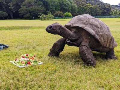 Jonathan tortoise and birthday cake