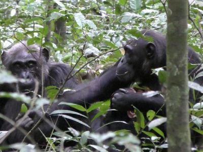 Chimp Fiona shows her mother a leaf