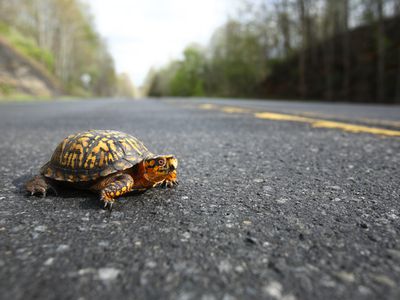 Turtle crossing a paved road