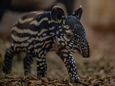 newborn tapir baby