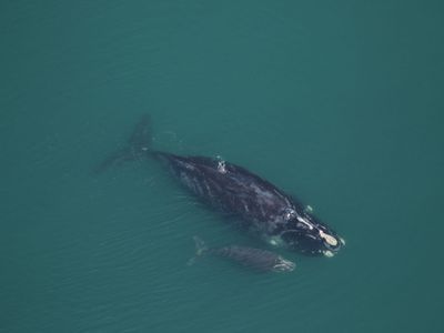 North Atlantic right whale calf and mother
