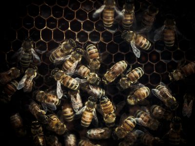 Photograph of honey bees in a hive