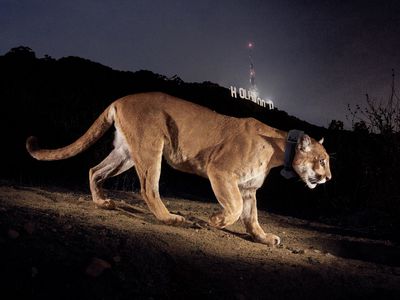 p-22 mountain lion in front of Hollywood sign