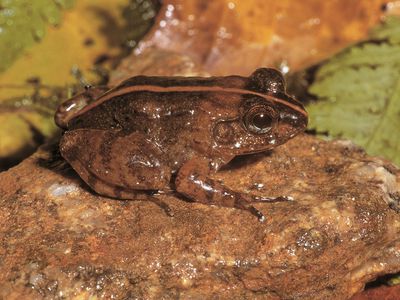 Mantidactylus augustini frog in Madagascar