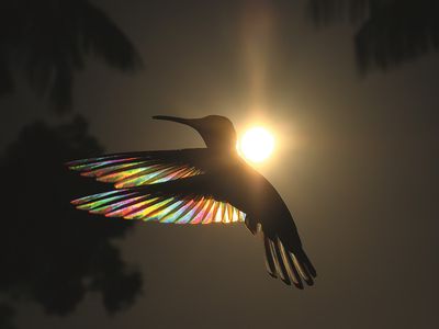 hummingbird with rainbow on wings