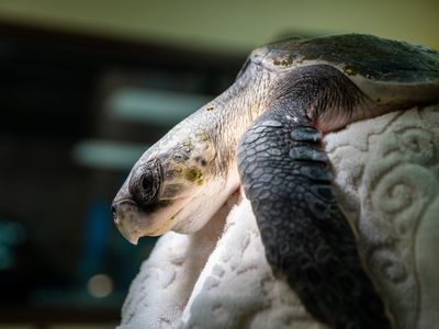 Rescued Kemp's ridley sea turtle