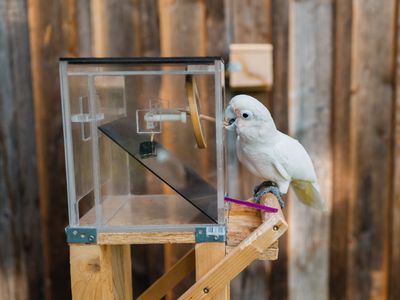 A cockatoo using the first of two tools to reach a cashew. 