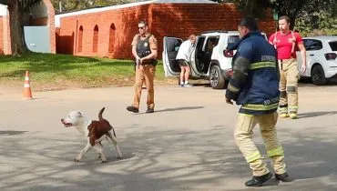 Pitbulls atacam frequentadores, bombeiros e equipes de reportagem