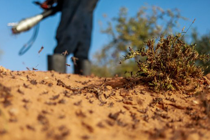 close up of dead locusts on the ground with a person in protective gear and holding a liquid fertilizer dispenser