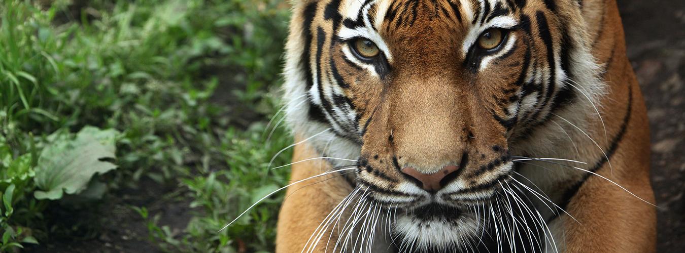 Primer plano de la cara de un tigre