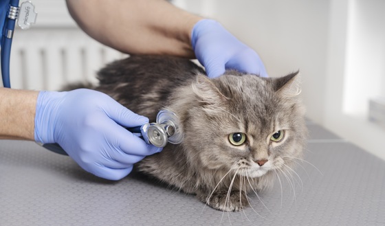 Dia do Gato: tudo o que você precisa saber antes de ter um felino em casa