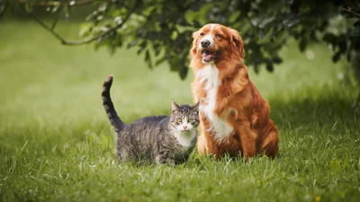 Embrace pet insurance review 2024