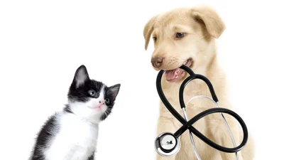 Types of pet insurance