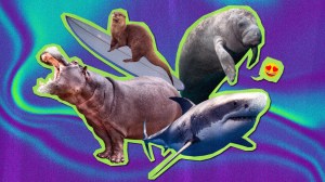 A collage of a hippo, otter, shark and seal in front of a swilring