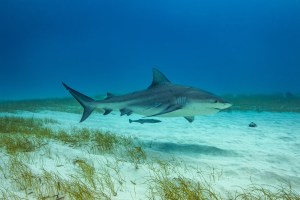 Sydney Woman’s ‘Leg Trailing Behind Her’ After Bull Shark Attack