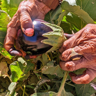 Harvests from a family garden in the refugee camps in Algeria. This is part of the WFP integrated, and sustainable agriculture project. Photo: WFP/Hadi Kahlouch