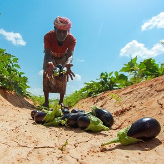 bdullah harvests eggplants from his farm in Al Qaten district, Hadramawt. Photo: WFP/Fuad Balajam