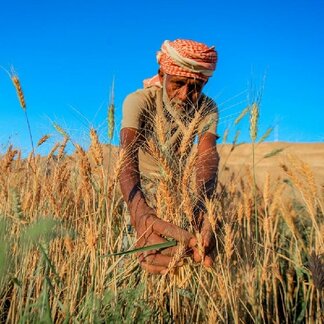 Yaslim, 65, harvests a wheat crop at his farm in Al Qaten district, Hadramawt. Photo: WFP/Fuad Balajam