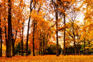 Bäume mit Herbstlaub in einem Stadtwald