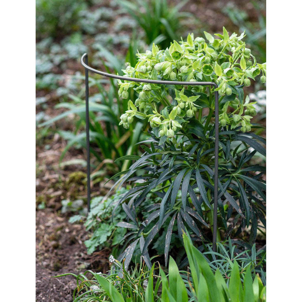 Charlbury Plant Restraints | Set of 3 | Large - Plant Supports & Obelisks - Garden Trading - Yester Home