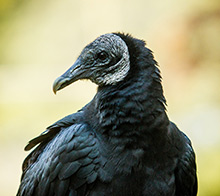 La Pampa